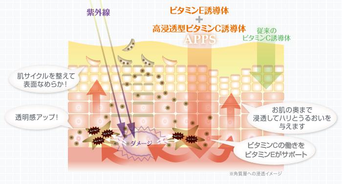 TCNvX̔z